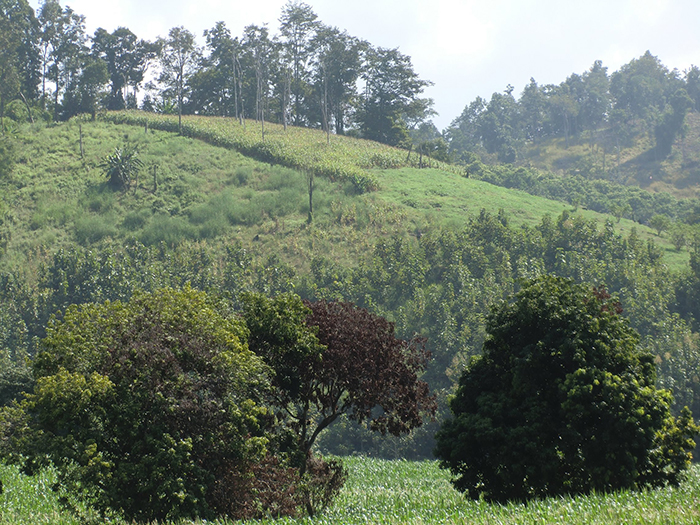 Mountain